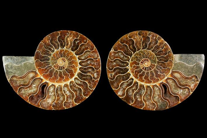 Agatized Ammonite Fossil - Madagascar #114857